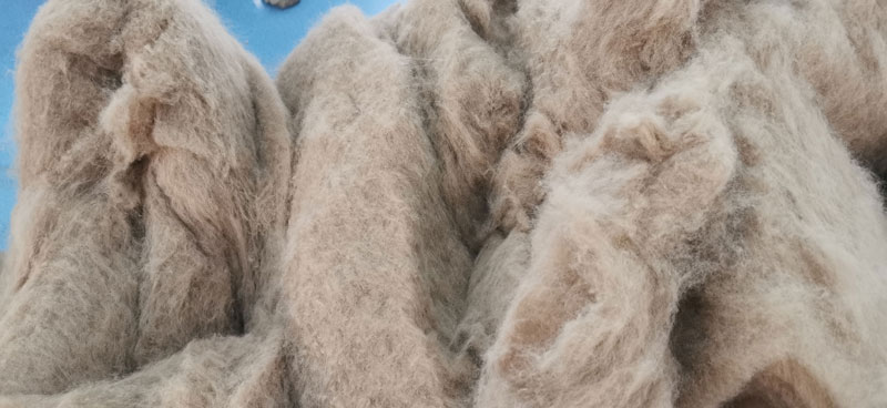 sybon-cotton.jpg sybon-cotton.jpg